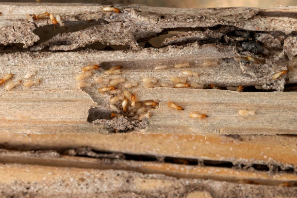 Best Emergency Pest Control  in Eatonville, FL